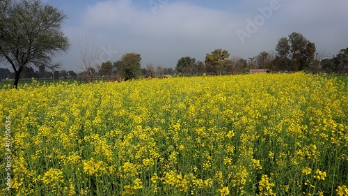 field of yellow flowers