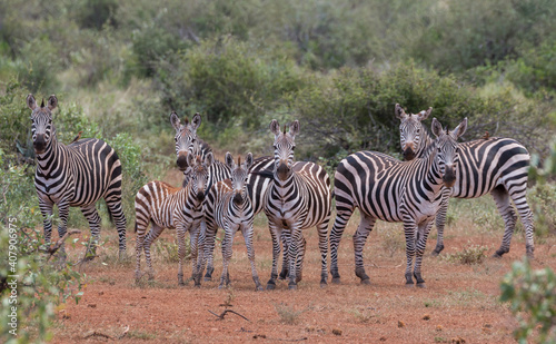 group of zebras in african dry environment looking up