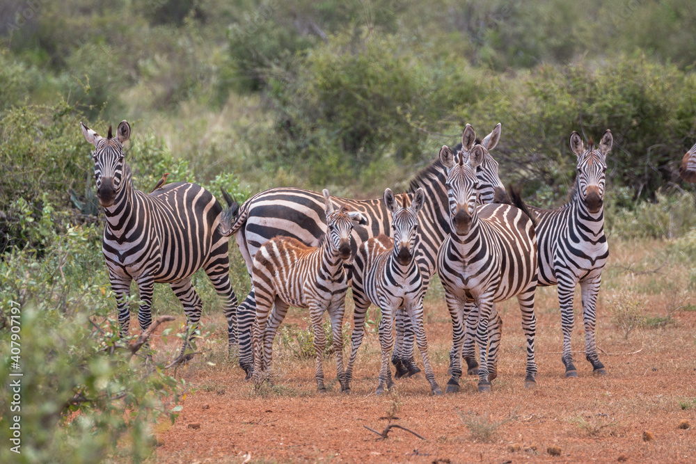 Fototapeta premium group of zebras in african dry environment looking up