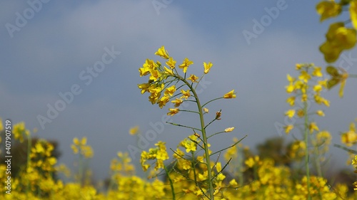 field of yellow flowers