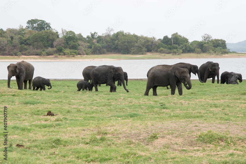 Asian elephant with their babies eating at Minneriya National Park in Sri Lanka. Green landscape with a lake and many trees