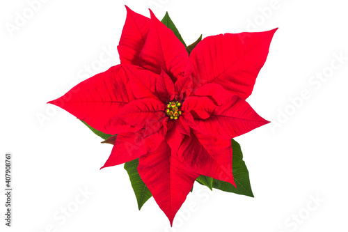 A star-shaped Poinsettia (Euphorbia pulcherrima) isolated on white background. Star of Bethlehem flower top view. Fire flowers of the Holy Night