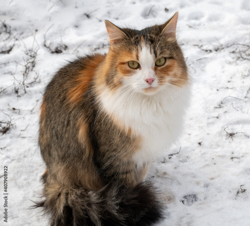 The Longhaired cat sitting on the snow The Longhaired cat sitting on the snow