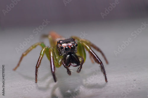 jumping spider on a web