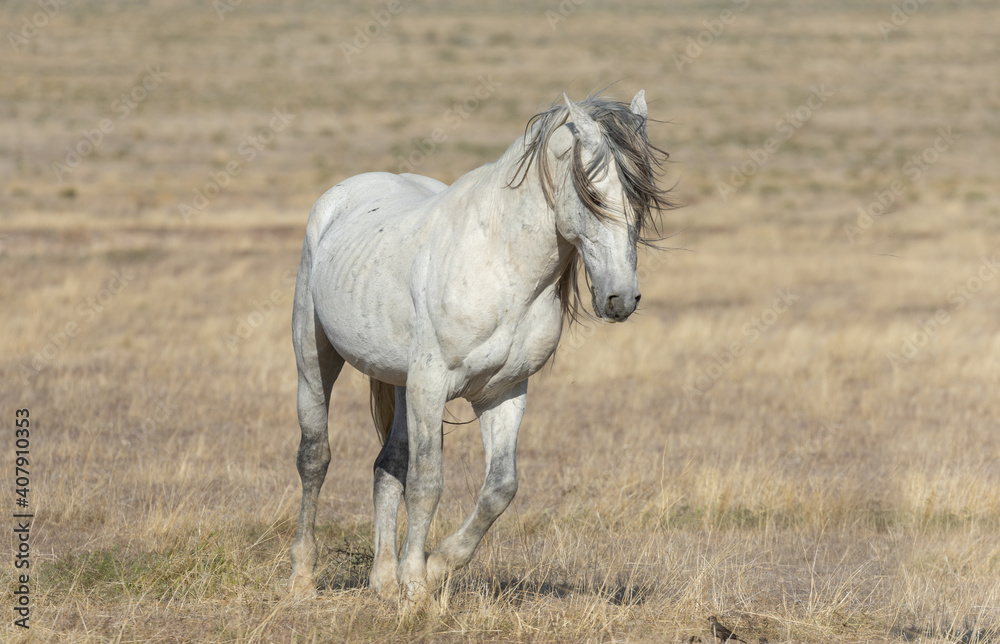 Majestic Wild Horse in Spring in the Utah Desert Majestic Wild Horse in Spring in the Utah Desert