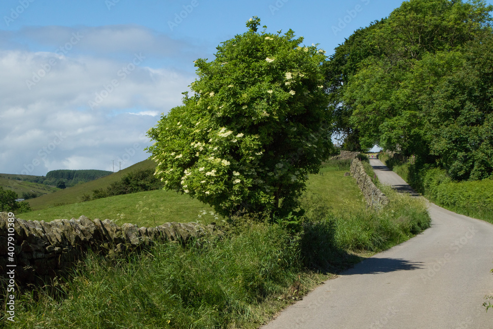 Long winding countryside road with limestone walls and trees along the grass verges, Nidderdale, North Yorkshire, UK.