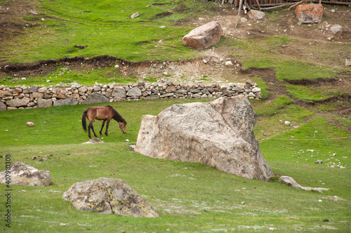 animals in the wild