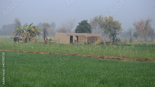 horse in the field