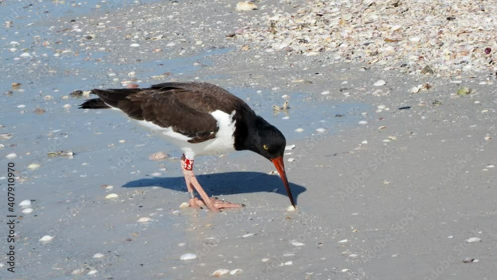 American Oystercatcher Haematopus palliatus feeding on clams on a sandy beach on the Gulf of Mexico at St. Pete Beach, Florida.l American Oystercatcher Haematopus palliatus feeding on clams on a sandy beach on the Gulf of Mexico at St. Pete Beach, Florida.l