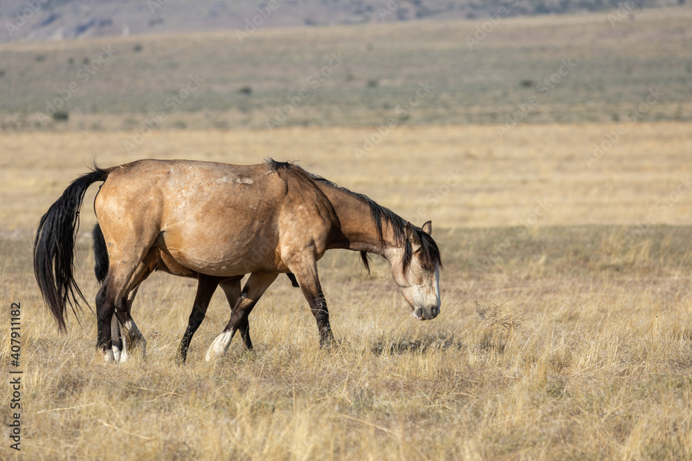 Majestic Wild Horse in Spring in the Utah Desert Majestic Wild Horse in Spring in the Utah Desert