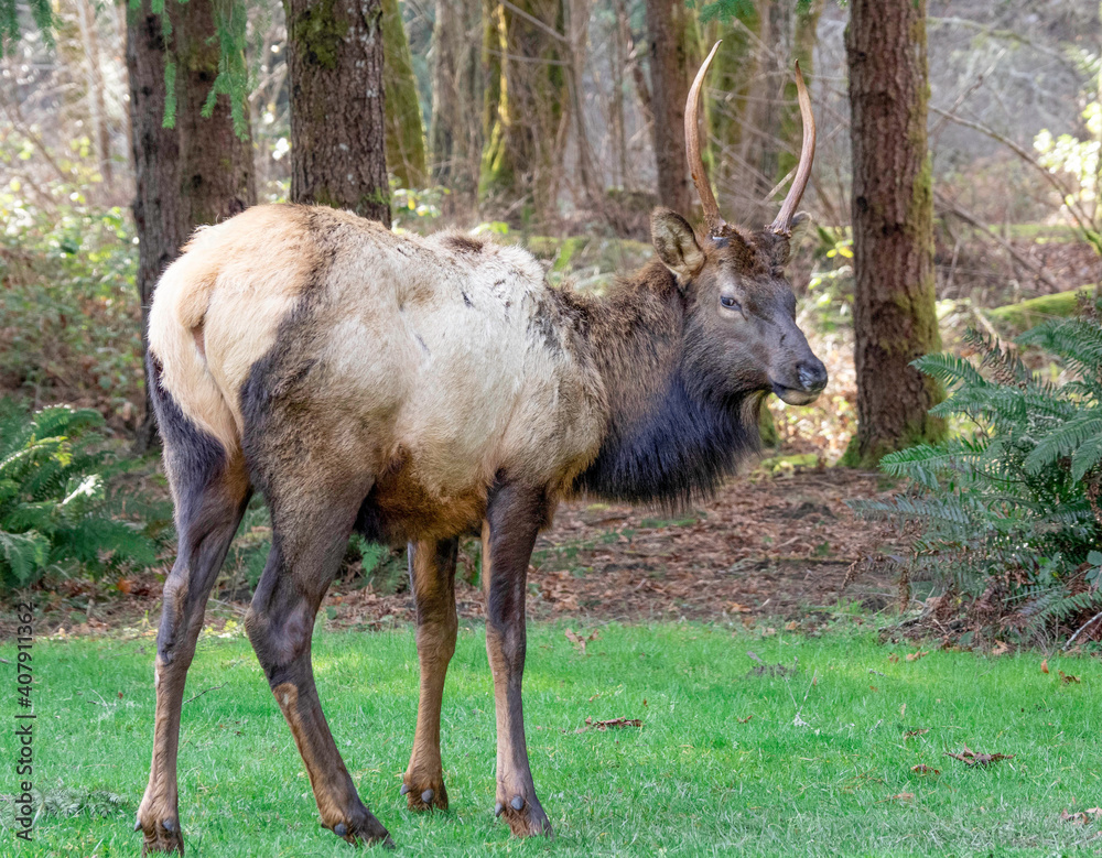Winter Elk visiting the camp Winter Elk visiting the camp