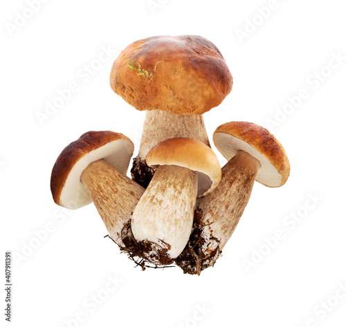 Forest mushrooms - Boletus edulis, isolated on white.