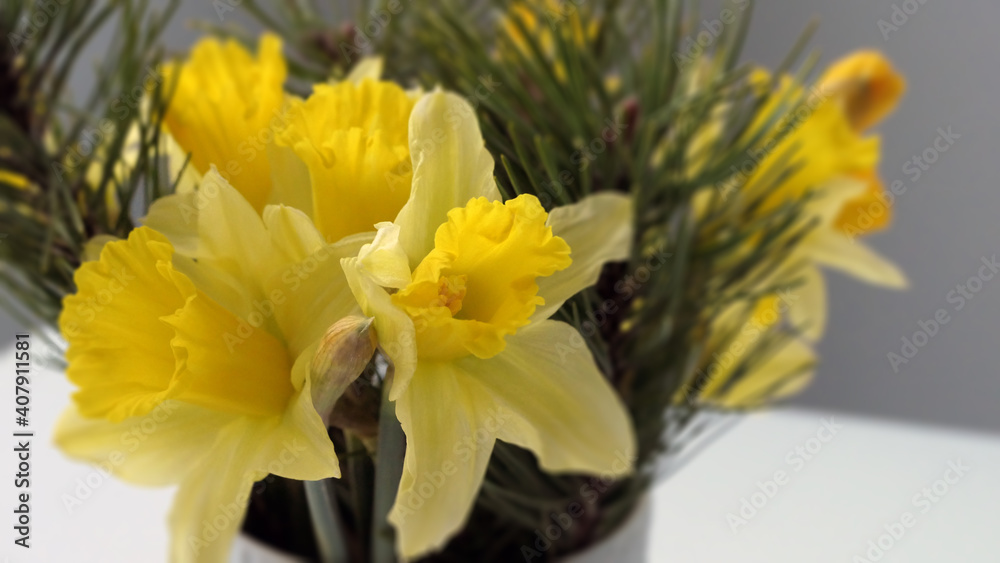 first spring greetings - yellow daffodils in a vase first spring greetings - yellow daffodils in a vase