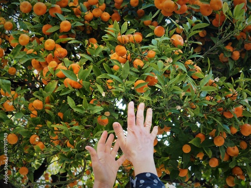 Women's hands and tangerines on  tree