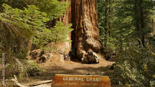 Sequoia Forest Dolly General Grant Tree Kings Canyon National Park California
