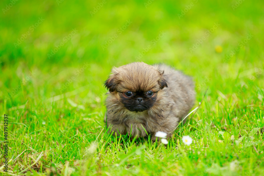 Pekingese puppy in the grass Pekingese puppy in the grass