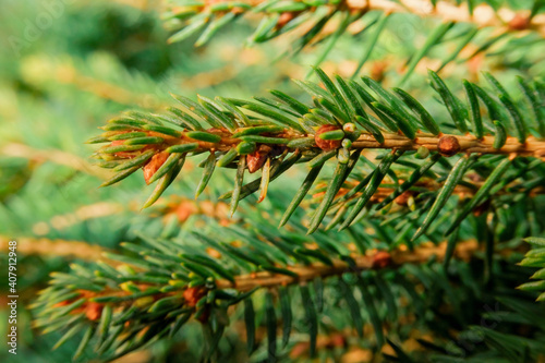 Closeup of pine tree branches