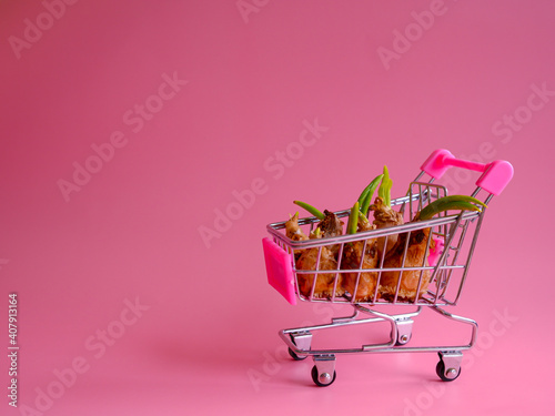 a shopping cart filled with sprouted spring flower bulbs. pink background. minimal concept of spring, gift, women's day, valentine's day and gardening