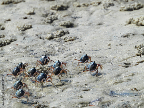 Closeup shot of soldier crabs (Mictyris longicarpus) on the sand photo