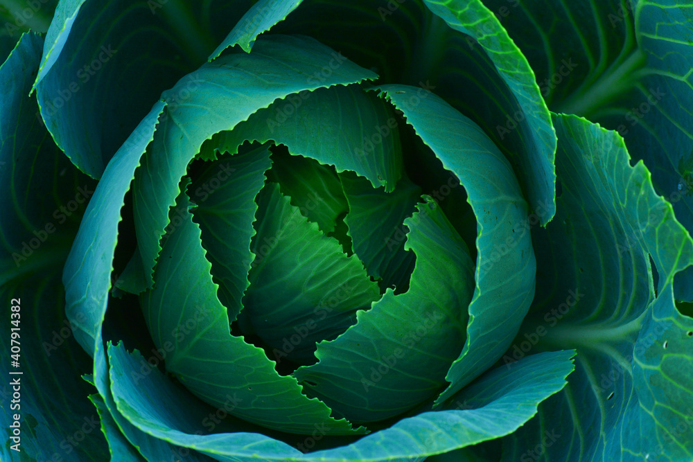 Fototapeta premium Maksro flora in Ukraine