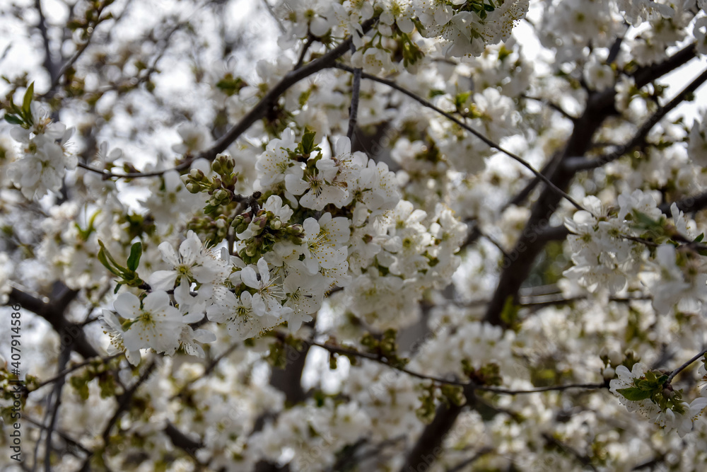 Abstract natural background with blossom cherry flowers. Early Spring. Branches of flowering cherry in garden. Close-up. Selective focus. Abstract natural background with blossom cherry flowers. Early Spring. Branches of flowering cherry in garden. Close-up. Selective focus.