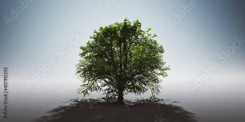 Green lonely tree. Nature background  single light and shadow