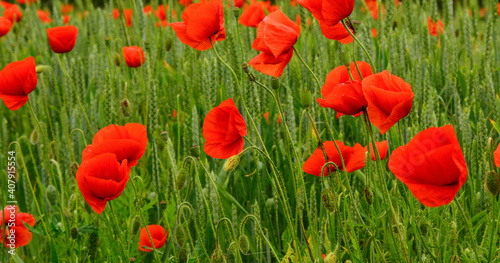 Maksro flora in Ukraine