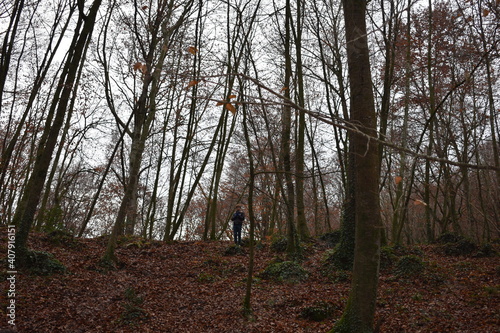 bosque de la fageda photo