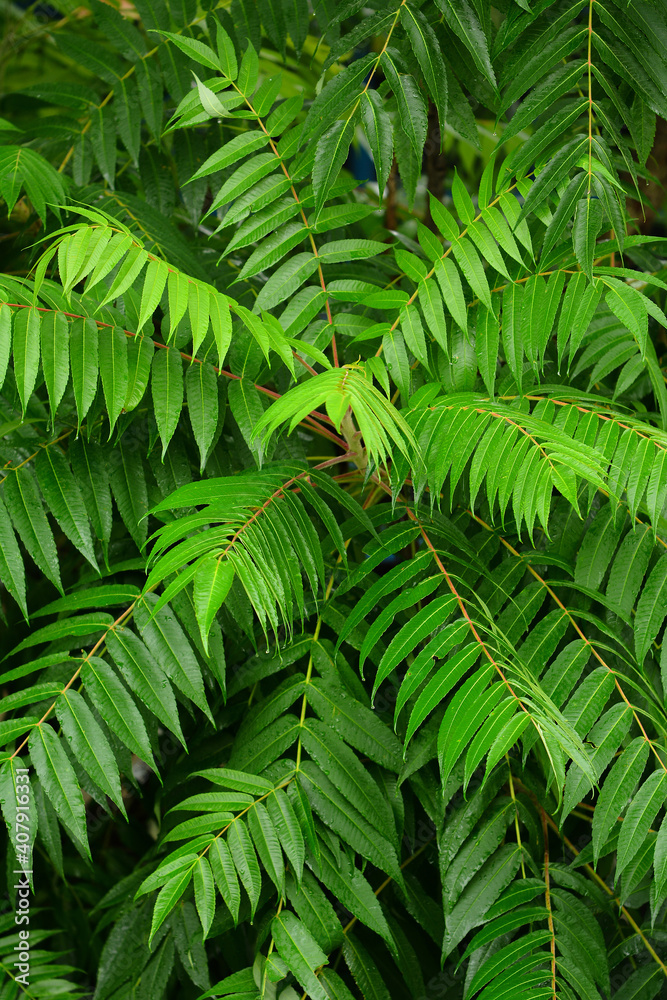 Maksro flora in Ukraine Maksro flora in Ukraine