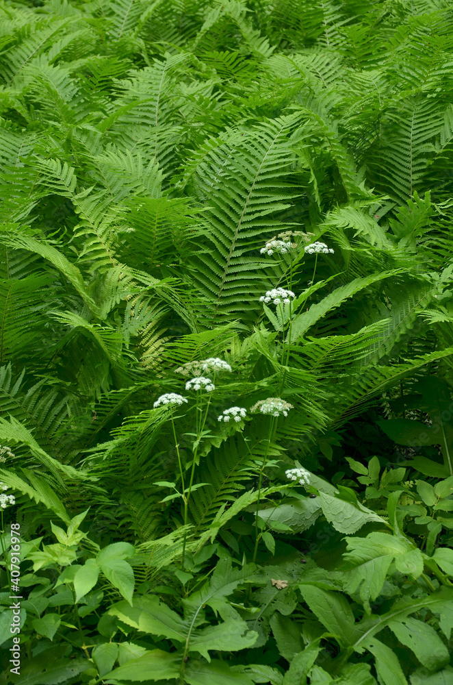 Maksro flora in Ukraine Maksro flora in Ukraine