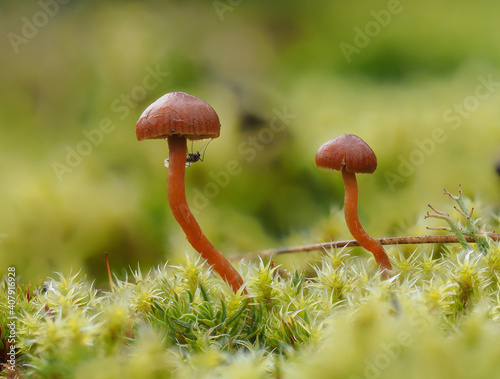 Heide-Kahlkopf (Deconica montana) mit Wintermücke photo