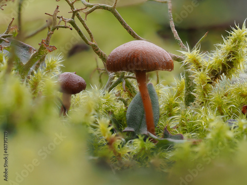 Heide-Kahlkopf (Deconica montana) photo