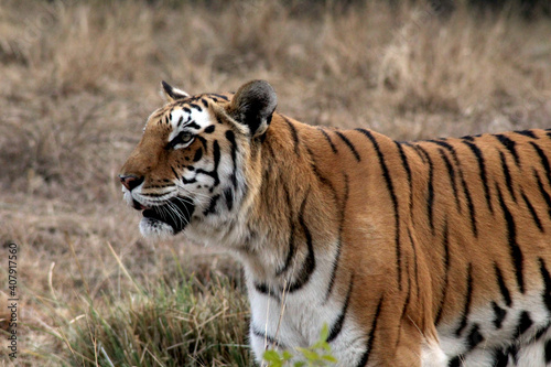 Tiger in zoo © Kavi