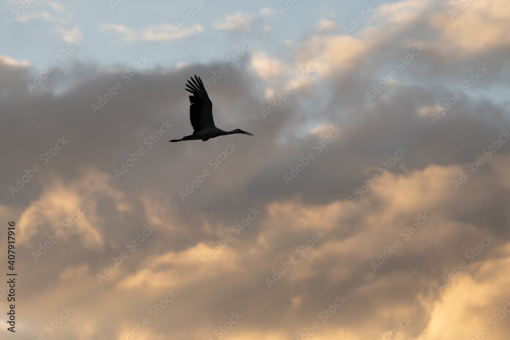 Obraz premium cigüeña a contra luz