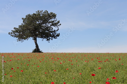 Coquelicots