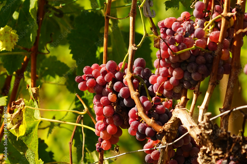 Fototapeta premium Weintrauben und Weinblätter in den Weinreben