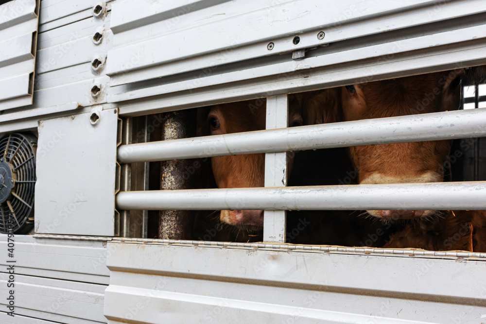 Calf peeking through aeration windows in a cage truck for transporting livestock. Calf peeking through aeration windows in a cage truck for transporting livestock.