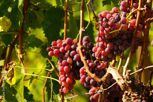 Weintrauben und Weinblätter in den Weinreben