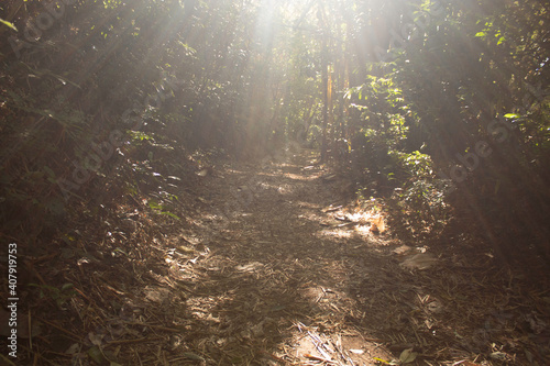 Fototapeta Naklejka Na Ścianę i Meble -  Rayos de sol en el bosque, una luz al final del día, soledad, bosque seco tropical, aventura, tranquilidad