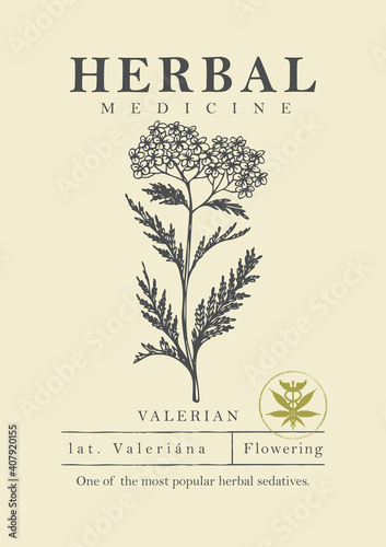 Botanical illustration of a hand-drawn valerian plant in retro style. Vector banner or label for herbal medicine, green pharmacy or gardening. Medicinal herbs collection.