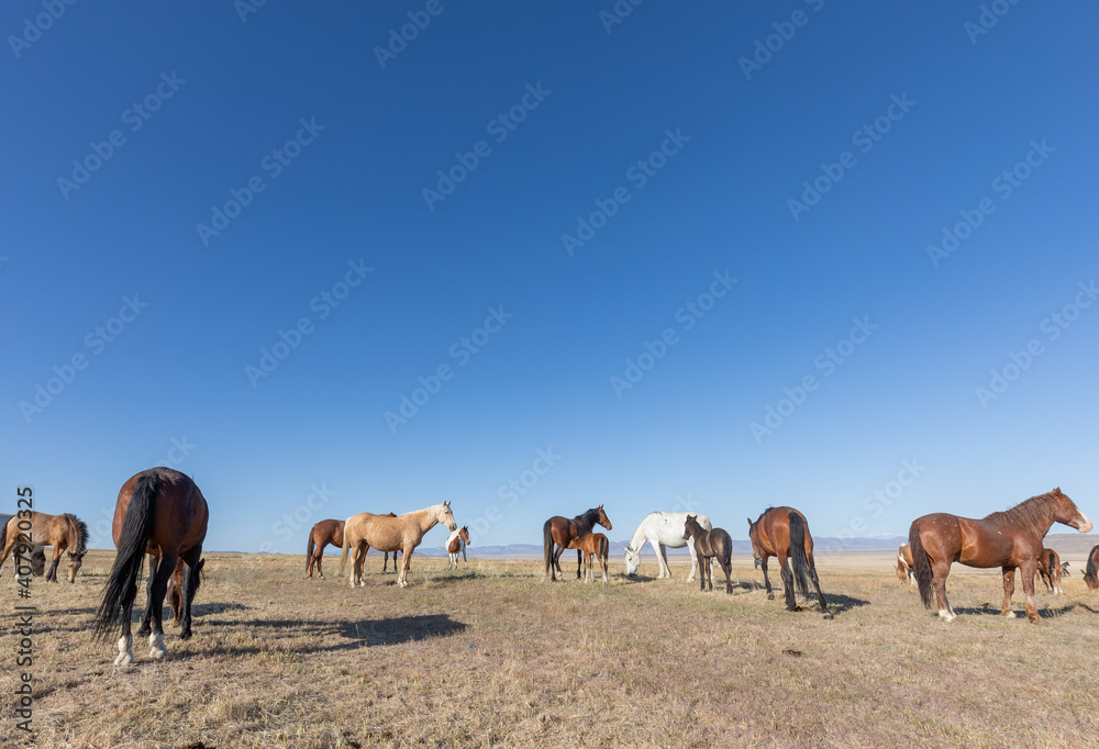 Herd of Wild Horses in Spring in the Utah desert