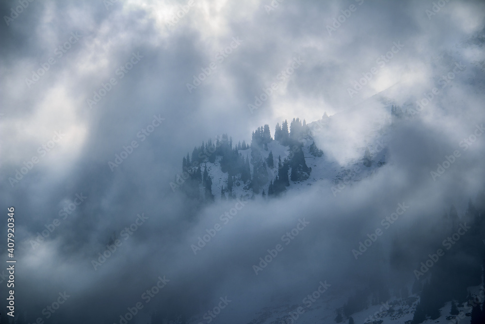 Clouds surrounded trees on a mountainside in the snow in winter. Fragment of a mountain slope in the snow with trees, the slope and the sky are covered with thick clouds and fog, Tuyuk-Su gorge