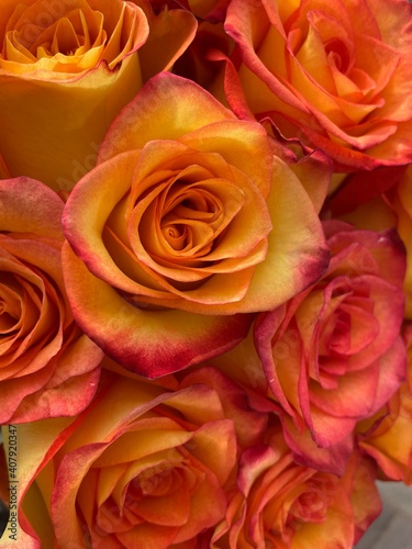 Stunning orange and yellow roses