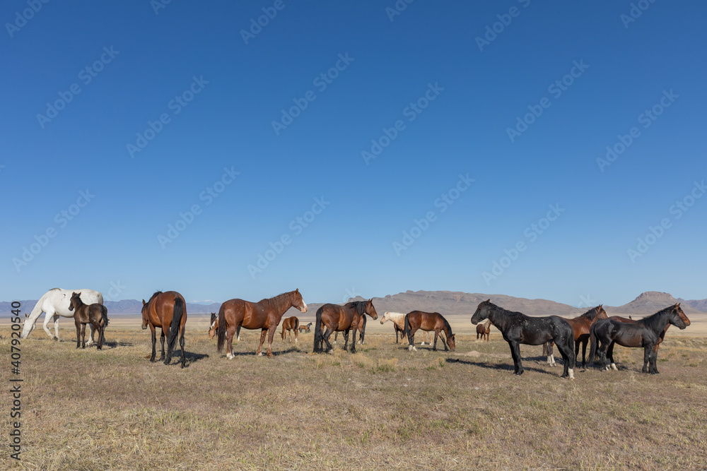 Herd of Wild Horses in Spring in the Utah desert