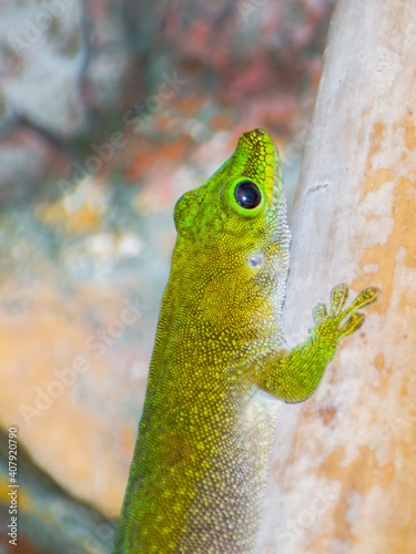 Madagascar giant day gecko is on a bamboo