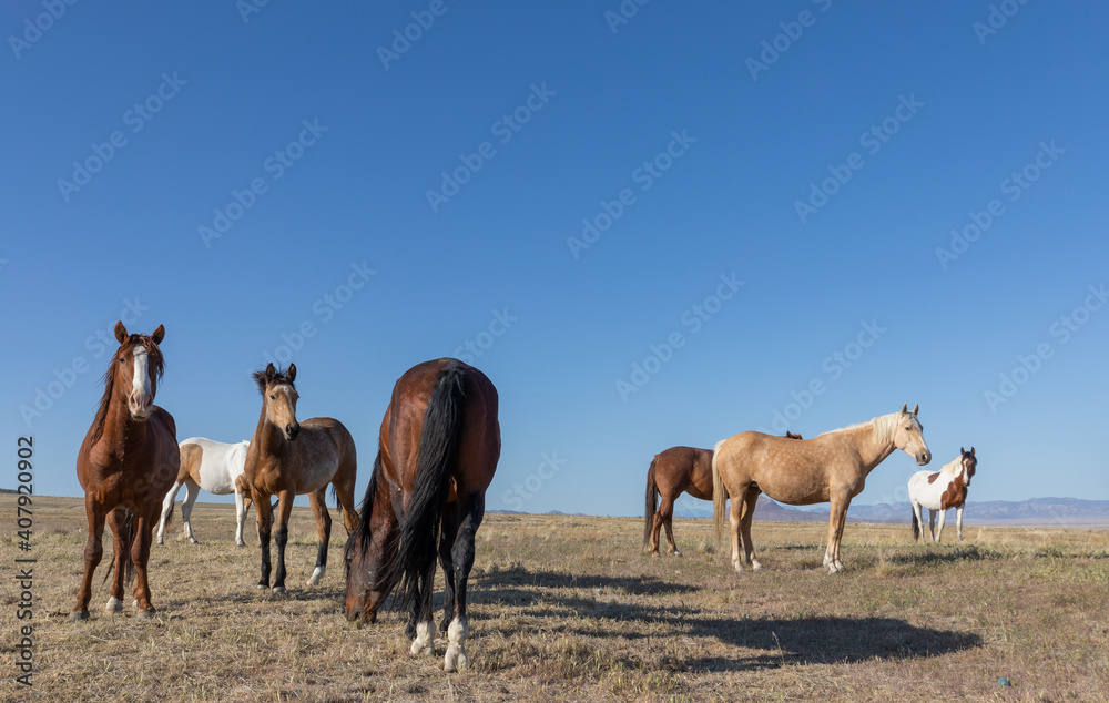 Herd of Wild Horses in Spring in the Utah desert Herd of Wild Horses in Spring in the Utah desert