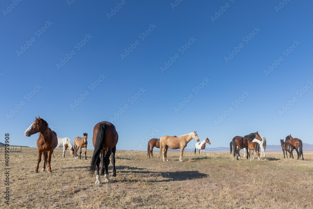 Fototapeta premium Herd of Wild Horses in Spring in the Utah desert