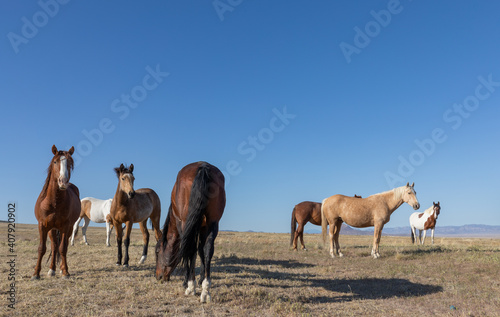 Herd of Wild Horses in Spring in the Utah desert
