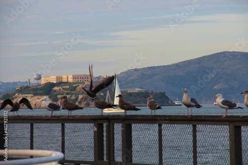 Lining up pigeons, behind is the Alcatraz Island in Pier 39 in San Francisco, California