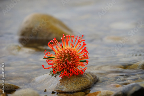 Nadelkissen Protea orange rot Blume